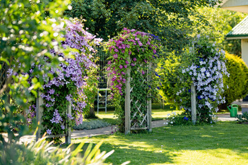 Flowering purple clematis in the garden. Flowers blossoming in summer.