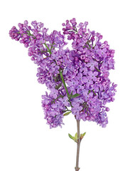 branch of purple lilac in water drops isolated on white