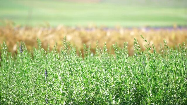 Tarragon. Lush tarragon field with rows of green herbs, herb cultivation, agricultural landscape, culinary ingredients, aromatic herbs. Organic agriculture harvesting agribusiness concept. Slow motion