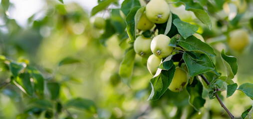 Ripening apples on apple tree branch on warm summer day. Harvesting ripe fruits in an apple...