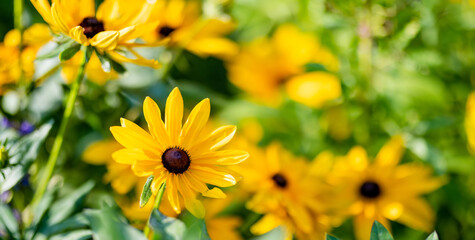Bright yellow flowers of rudbeckia, commonly known as coneflowers or black eyed susans, in a sunny summer garden. Rudbeckia fulgida or perennial coneflower blossoming outdoors.