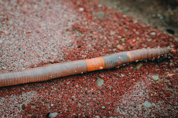 Worm long in spring, earthworm. Soft selective focus. Artificially created grain for the picture