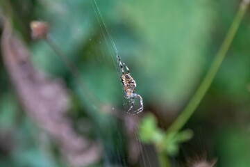 spider on the web
