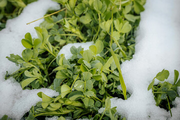 Green clover young shoots with white snow in spring. Soft selective focus. Artificially created...