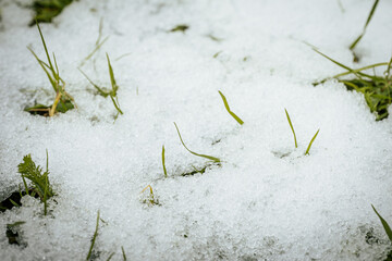 Green grass leaf shoots with white snow in spring. Soft, selective focus. Artificially created grain for the picture
