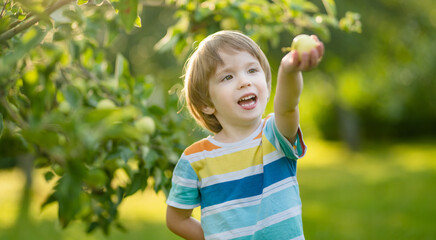 Cute toddler boy helping to harvest apples in apple tree orchard in summer day. Child picking fruits in a garden. Fresh healthy food for kids. - 794965200