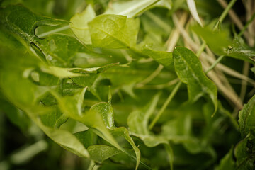 New salad dandelion leaves in spring. Soft selective focus. Artificially created grain for the picture