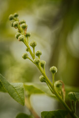 In spring, young trees, yews, white flowers and leaves. Soft selective focus. Artificially created grain for the picture