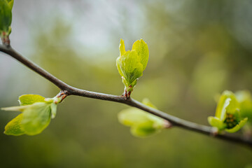In spring, new green leaves of trees. Soft selective focus. Artificially created grain for the picture