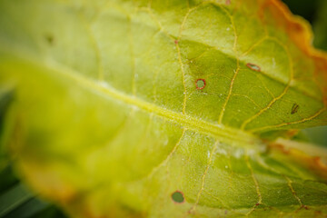 In spring, new green leaves of trees. Soft selective focus. Artificially created grain for the picture
