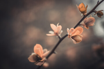 In spring, new green leaves of trees. Soft selective focus. Artificially created grain for the...