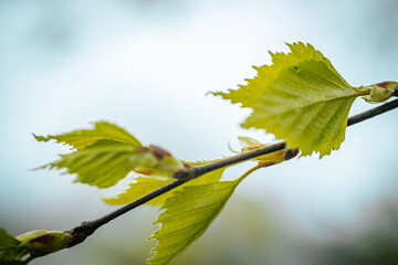 In spring, new tree birch leaves. Soft selective focus. Artificially created grain for the picture