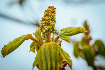 Young chestnut flowers in spring. Soft selective focus. Artificially created grain for the picture