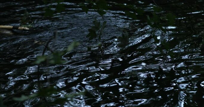 Wild European beaver, Castor fiber, swimming in water in river and pulling branch. Brown furry animal with long flat tail. Largest European rodent in nature habitat. Beaver gnawing branch. Evening.