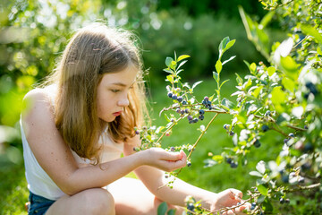 Cute young girl picking fresh berries on organic blueberry farm on warm and sunny summer day. Fresh healthy organic food. - 794967022