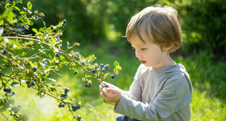 Cute little boy picking fresh berries on organic blueberry farm on warm and sunny summer day. Fresh healthy organic food for small kids. - 794967246