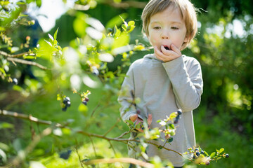 Cute little boy picking fresh berries on organic blueberry farm on warm and sunny summer day. Fresh healthy organic food for small kids. - 794967475