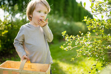 Cute little boy picking fresh berries on organic blueberry farm on warm and sunny summer day. Fresh healthy organic food for small kids. - 794967837