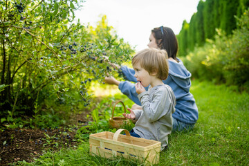 Cute teenage sister and her little brother picking fresh berries on organic blueberry farm on warm...