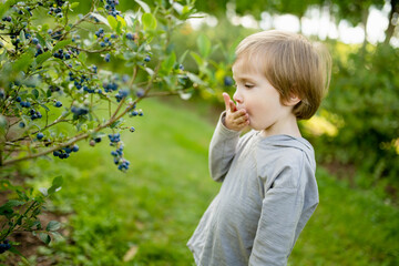 Cute little boy picking fresh berries on organic blueberry farm on warm and sunny summer day. Fresh healthy organic food for small kids. - 794968217