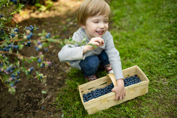 Cute little boy picking fresh berries on organic blueberry farm on warm and sunny summer day. Fresh healthy organic food for small kids. - 794968480
