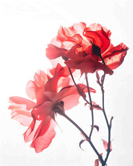Obraz premium Close-up minimalist rose, X-ray, macro photography, Cross overlap, in white background