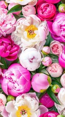 A bouquet of pink and burgundy peonies, in closeup, on a white background