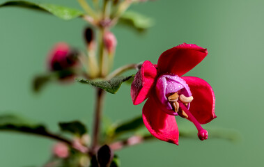 Red fuchsia flower on a green background close-up - obrazy, fototapety, plakaty