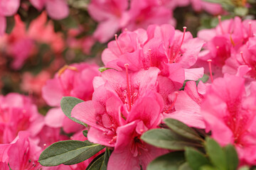 Beautiful blooming pink Azalea bushes - obrazy, fototapety, plakaty