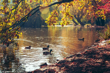 Ducks swim in a lake with trees on the bank, surrounded by a natural landscape