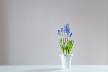 blue  muscari flower on white background - 794977891