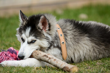 Young Siberian Husky is playing in the backyard 