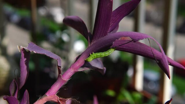 a green worm clearly visible on dark pink or purple leaves, it feeds on a plant, gnawing at its leaves before transforming into a butterfly and flying into the surrounding nature.