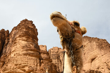 Camel on Wadi Rum desert, Jordan
