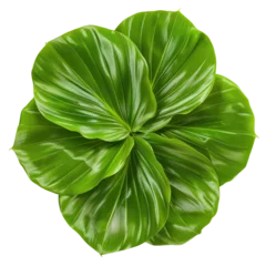 Behold the beauty of the Cardwell lily leaf These vibrant green circular leaves stand alone against a transparent background complete with a clipping path © TheWaterMeloonProjec