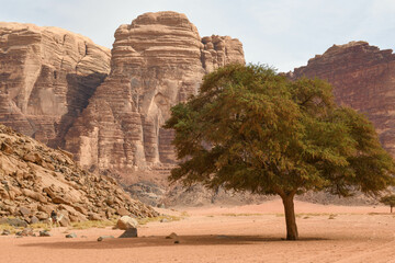 Landscape of Wadi Rum desert in Jordan