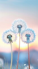 dandelions in front of the sunset on an ocean beach