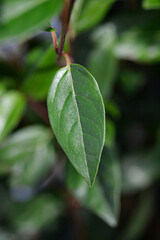 Laurustinus Ladybird leaf