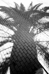 Schatten Palme