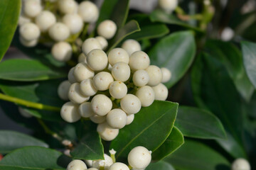 Skimmia OBerries White fruit