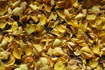 Backdrop - yellow fallen leaves of apricot on the ground in mid October