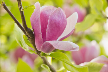 Pink magnolia flowers close-up on a branch. Sulanja magnolia in bloom