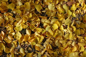 Vibrant yellow fallen leaves of apricot on the ground in mid October