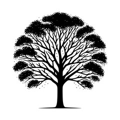  Sycamore Tree Vector silhouette- Portraying the Graceful Presence of Sycamore Tree- Illustration of Sycamore Tree- Sycamore tree portrait.