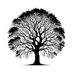 Obraz premium Sycamore Tree Vector silhouette- Portraying the Graceful Presence of Sycamore Tree- Illustration of Sycamore Tree- Sycamore tree portrait.