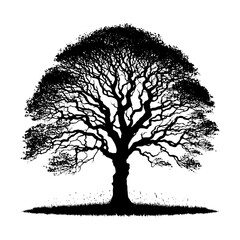 Fototapeta premium Sycamore Tree Vector silhouette- Portraying the Graceful Presence of Sycamore Tree- Illustration of Sycamore Tree- Sycamore tree portrait.