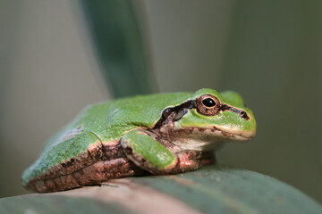 Close up face of green Japanese tree frog sitting on reed leaf