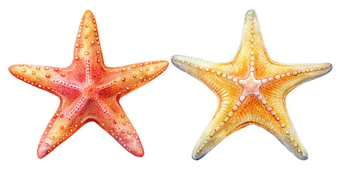 Cartoon cute star fish watercolor illustration on transparent background
