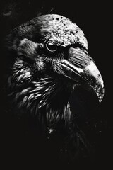 Obraz premium Raven: Mystery of the Skies