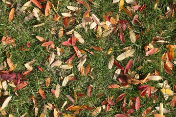 Orange, red and brown fallen leaves of rowan in green grass in mid October
